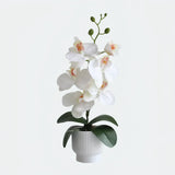 Elegant Potted Phalaenopsis Orchid – 3 Color Options - OpalFloarl-Premium artificial flowers and elegant vases to elevate your home decor.