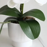 Elegant Potted Phalaenopsis Orchid – 3 Color Options - OpalFloarl-Premium artificial flowers and elegant vases to elevate your home decor.