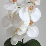 Elegant Potted Phalaenopsis Orchid – 3 Color Options - OpalFloarl-Premium artificial flowers and elegant vases to elevate your home decor.