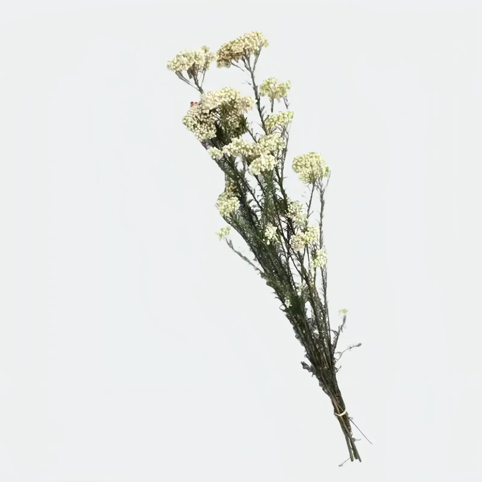 Opalfloral Natural Baby's Breath Dried Flower Bundle – White & Green, 23.6'' Tall - OpalFloarl-Premium artificial flowers and elegant vases to elevate your home decor.