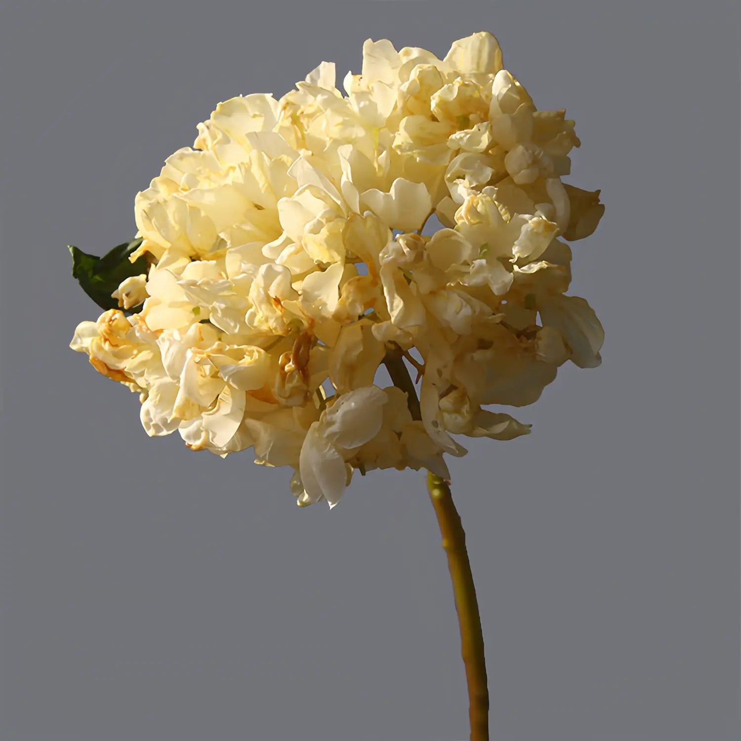 Artificial Scorched Edge Hydrangea - 14.2"