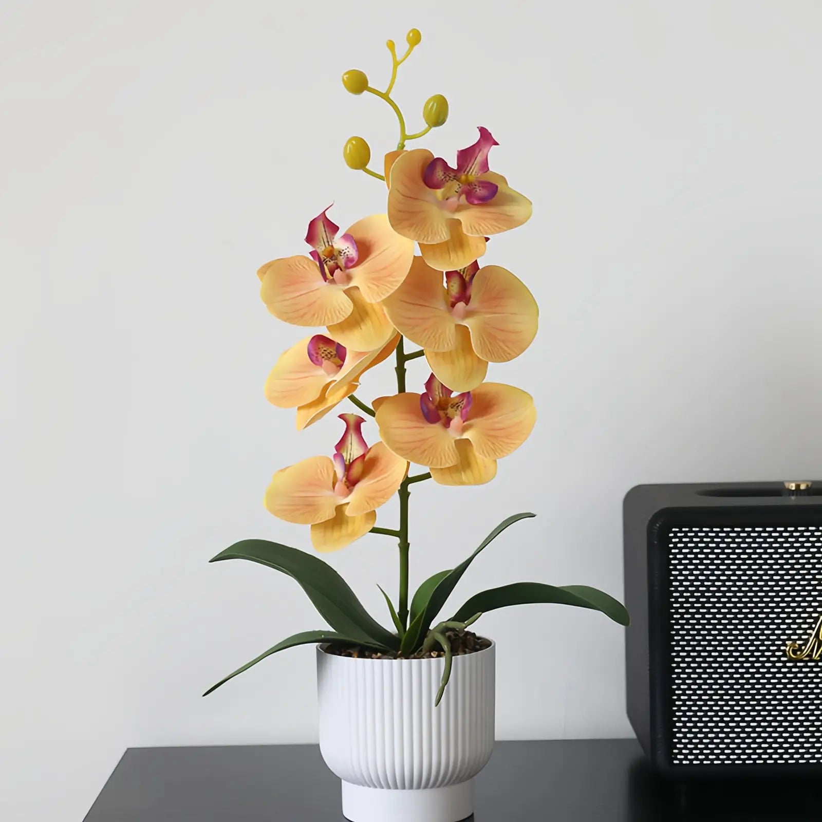 Elegant Potted Phalaenopsis Orchid – 3 Color Options