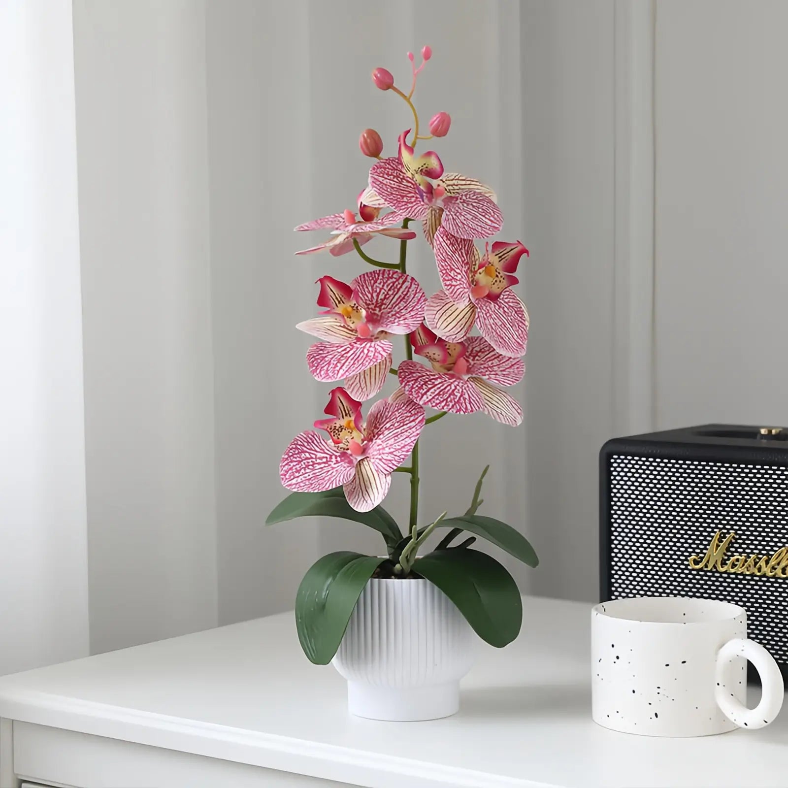 Elegant Potted Phalaenopsis Orchid – 3 Color Options