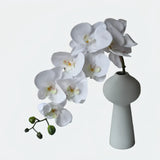 Opalfloral Elegant Butterfly Orchid Arrangement with Vase - Three Color Options