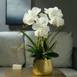 Opalfloral Elegant White Orchid Arrangement in Gold Honeycomb Ceramic Planter