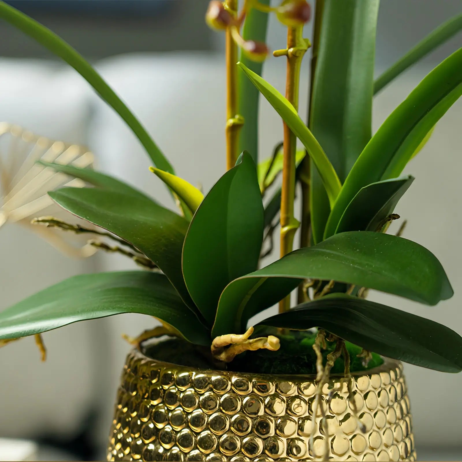 Opalfloral Elegant White Orchid Arrangement in Gold Honeycomb Ceramic Planter